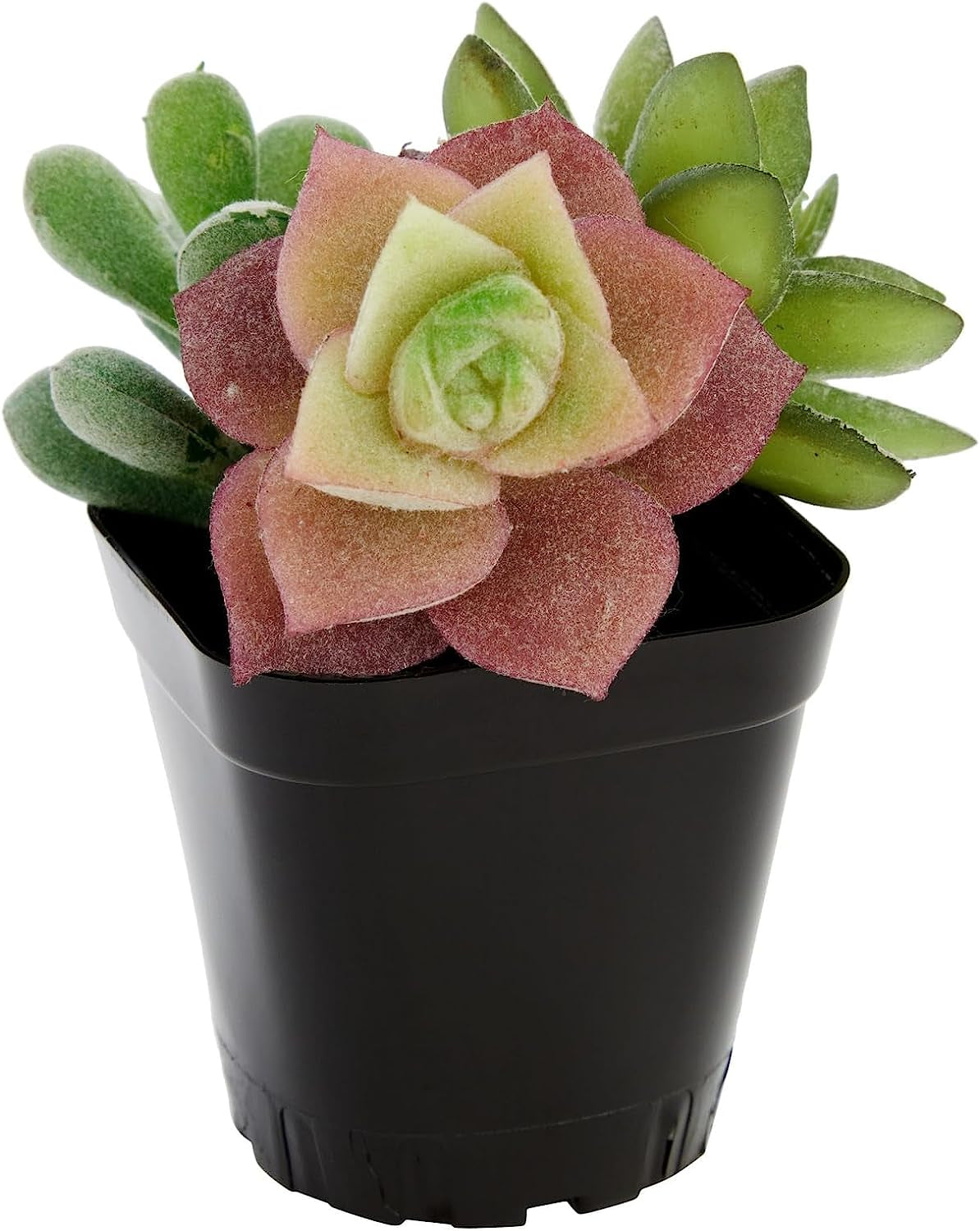 150-Pack 2 Inch Plastic Seedling Pots for Plants, Small Square Starter Nursery Planters for Starting Seeds, Flowers, Succulents, Propagating, Indoor Garden (Black)